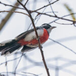 Red-breasted Chat (image by Pete Morris)