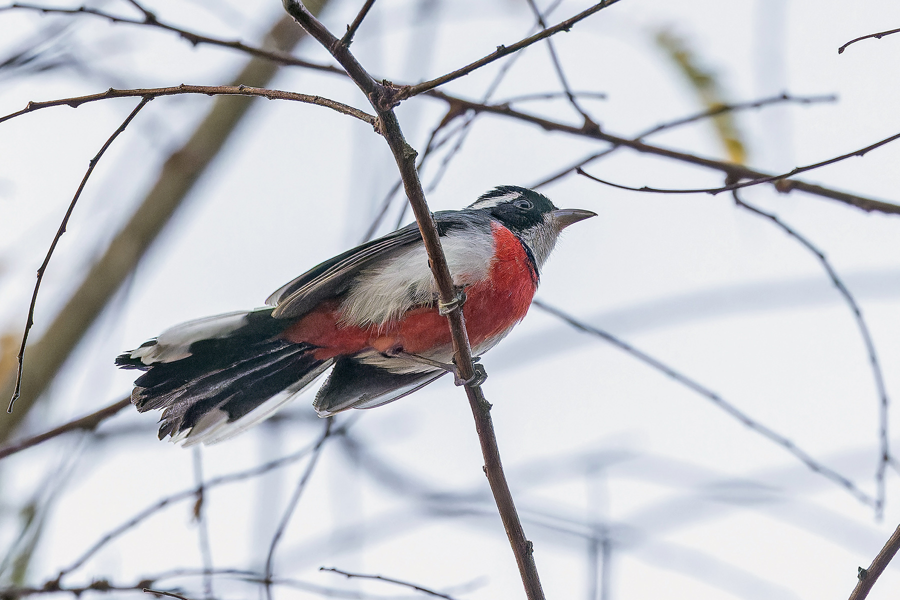 Red-breasted Chat (image by Pete Morris)