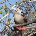 Red-footed Booby (image by Mike Watson)
