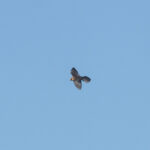 Red-footed Falcon (image by Mark Van Beirs)