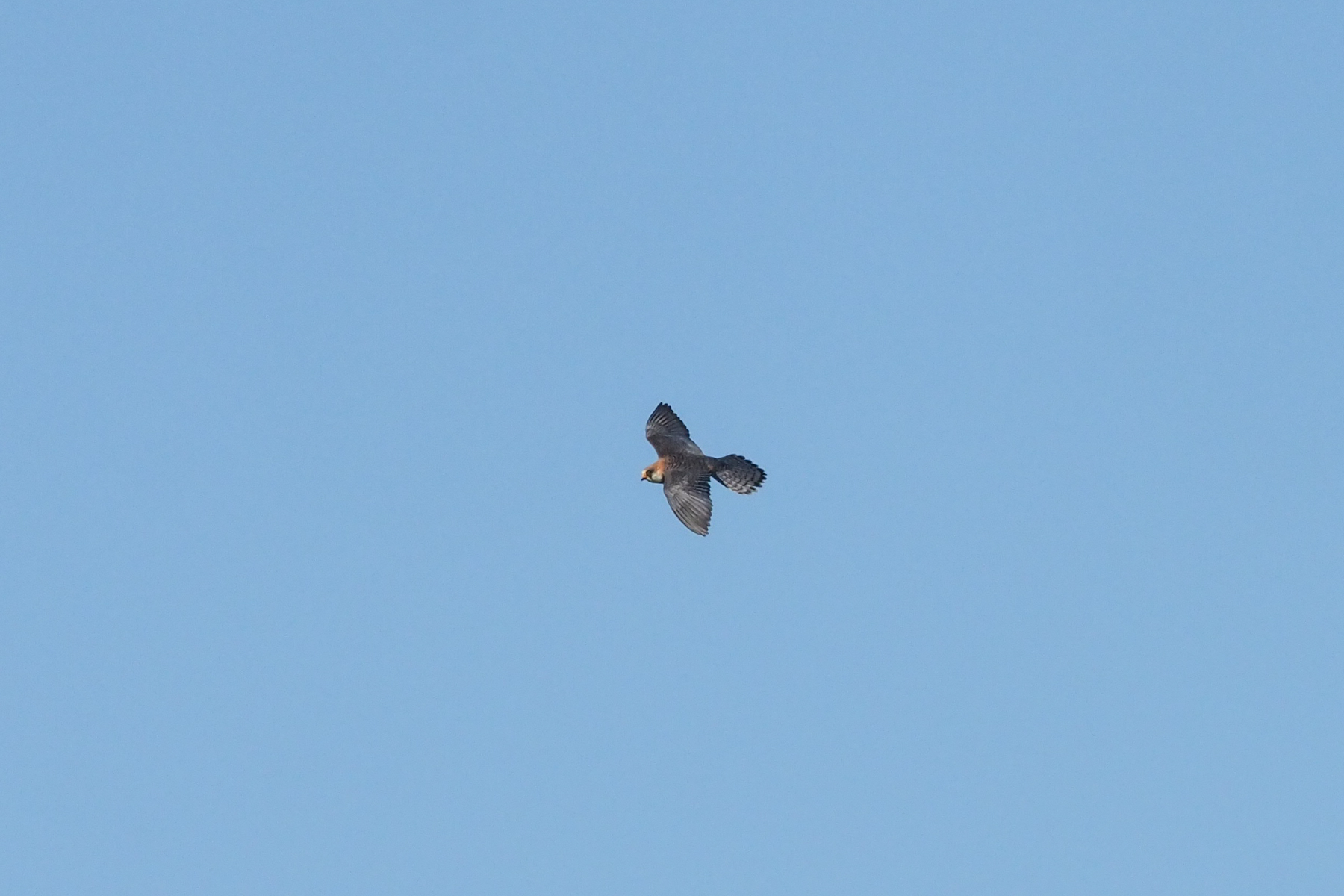 Red-footed Falcon (image by Mark Van Beirs)