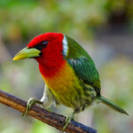 Red-headed Barbet (Image by Fito Downs)