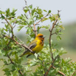 Red-headed Bunting (image by Mark Van Beirs)