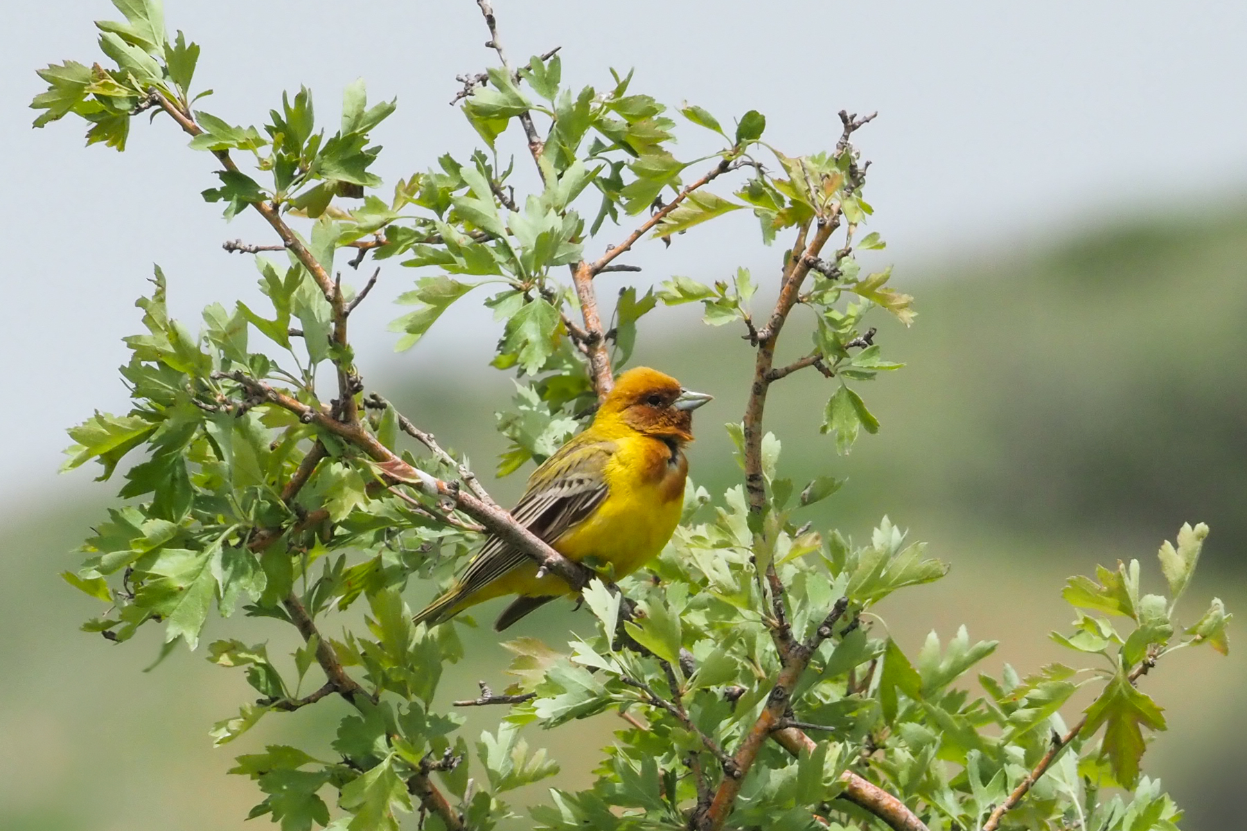 Red-headed Bunting (image by Mark Van Beirs)