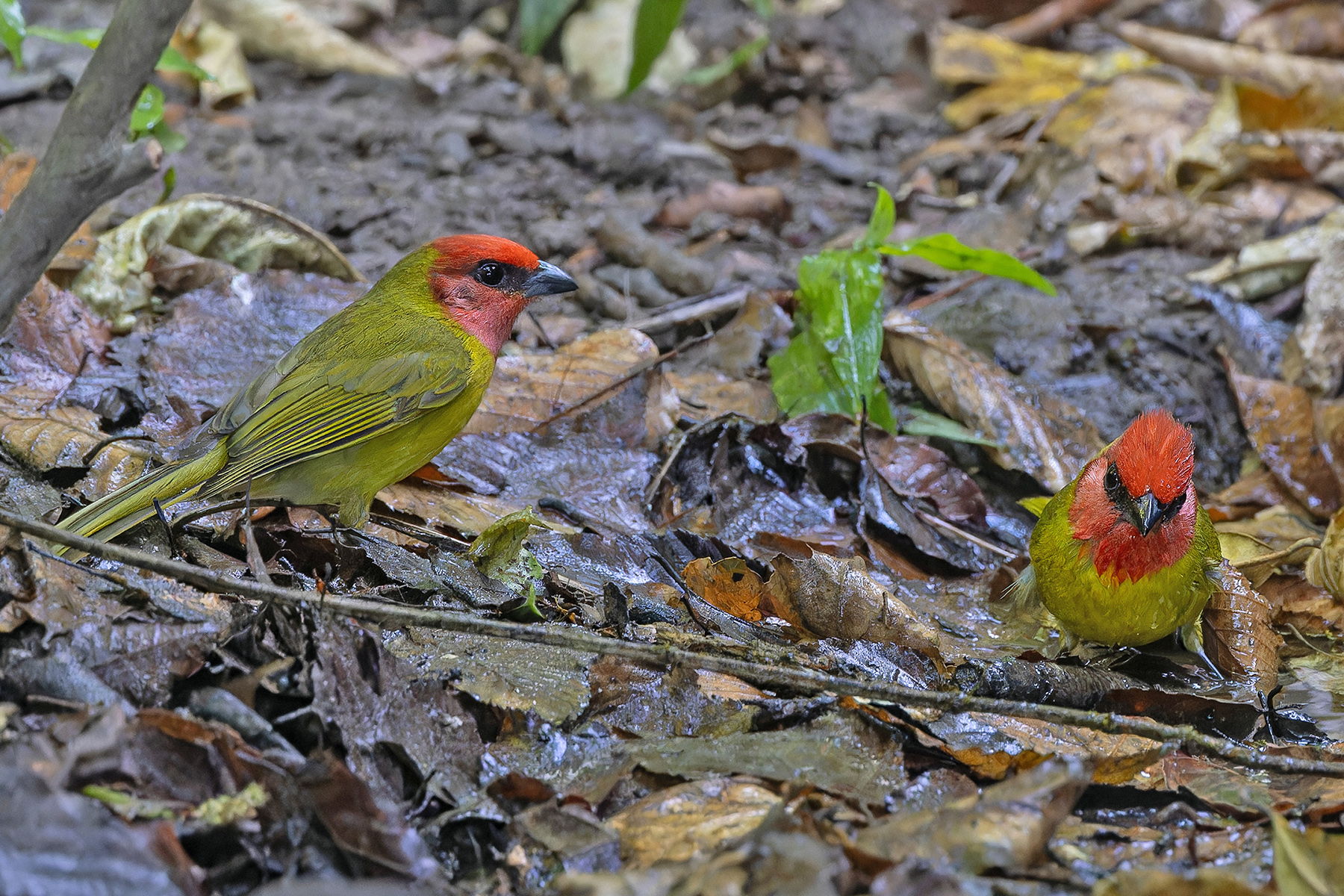 Red-headed Tanagers (image by Pete Morris)