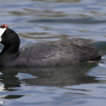 Red-knobbed Coot (image by Sjoerd Radstaak)