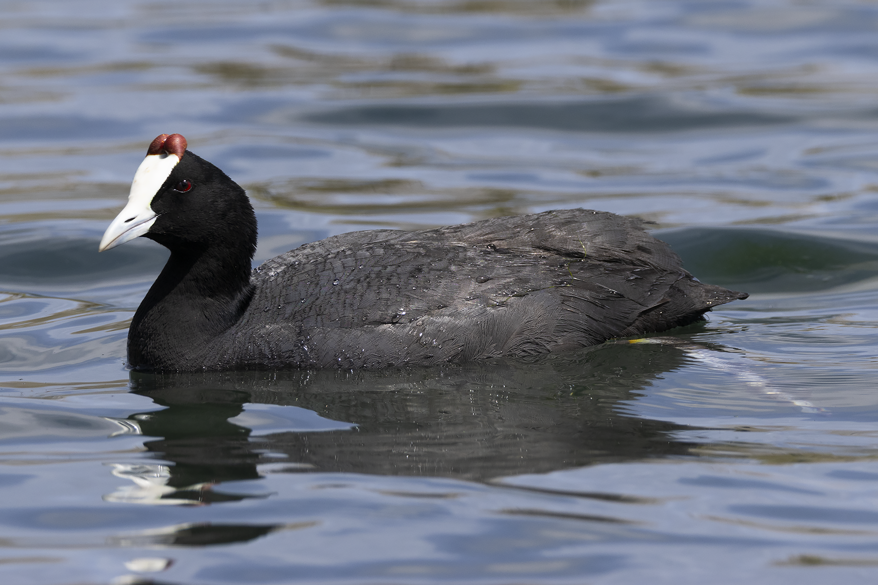 Red-knobbed Coot (image by Sjoerd Radstaak)
