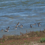 Red-necked Phalarope (image by Mark Van Beirs)