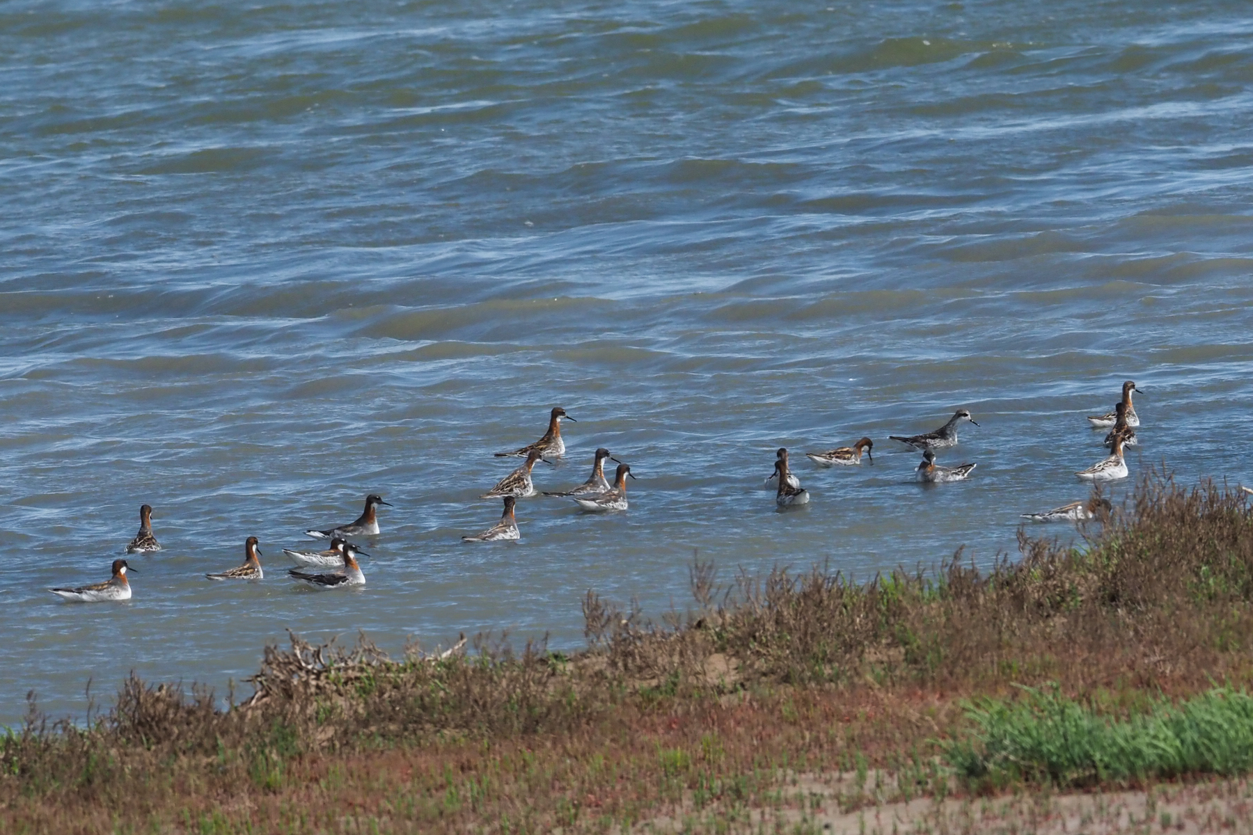 Red-necked Phalarope (image by Mark Van Beirs)
