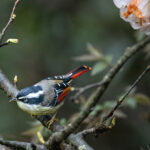 Red-tailed Minla (image by Simon Mitchell)