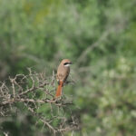 Red-tailed Shrike (image by Mark Van Beirs)