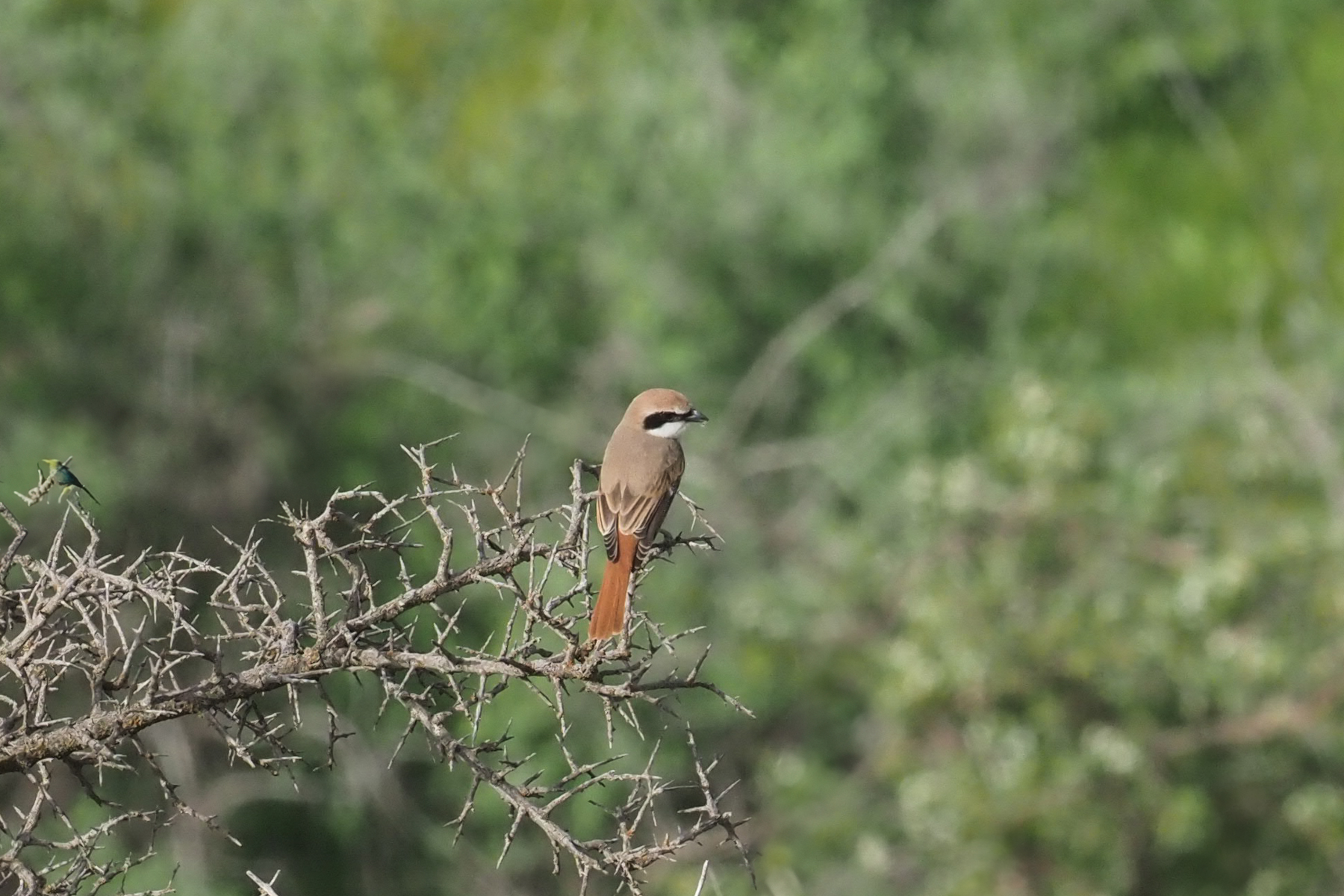 Red-tailed Shrike (image by Mark Van Beirs)