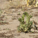 Red-throated Pipit (image by Sjoerd Radstaak)