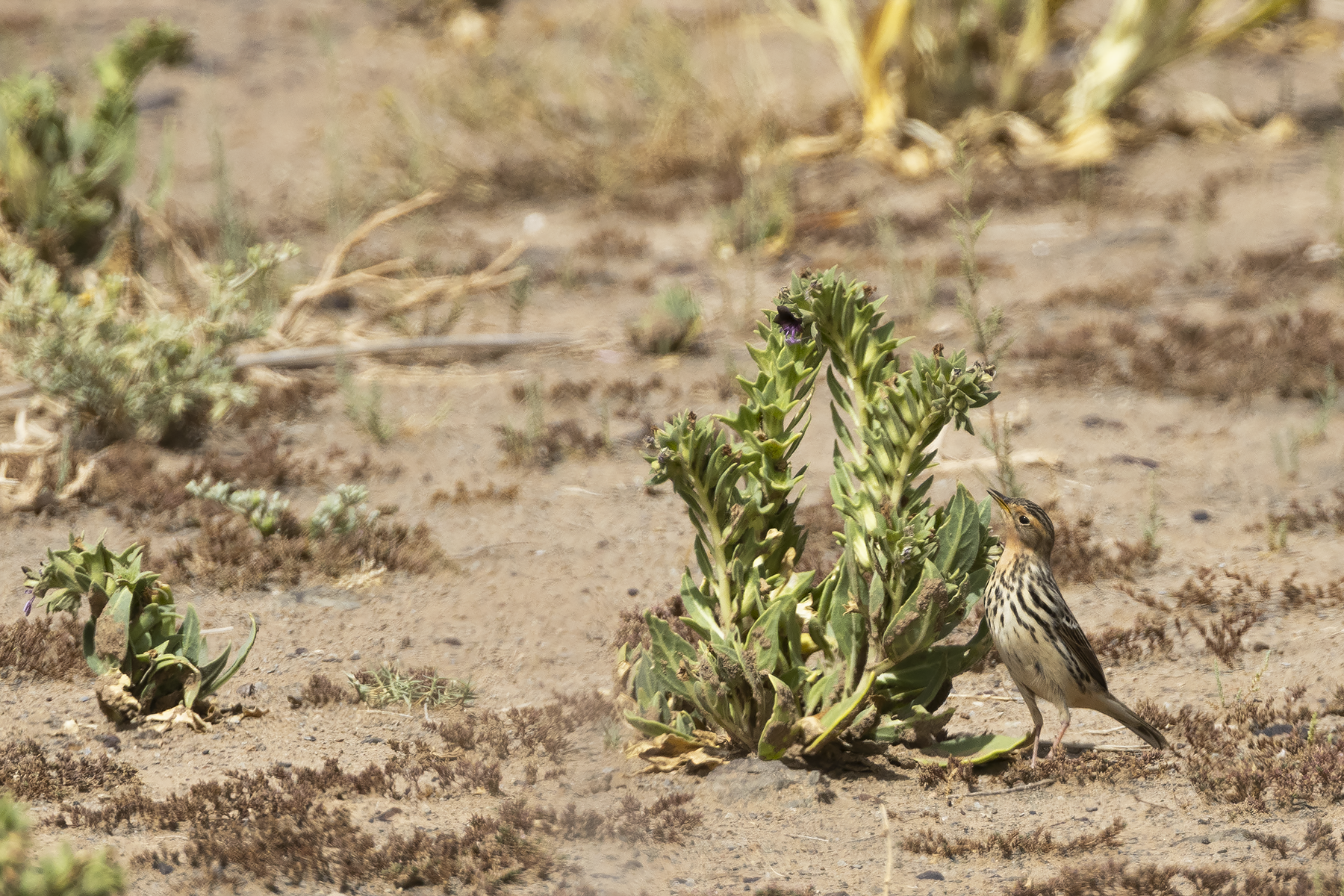 Red-throated Pipit (image by Sjoerd Radstaak)