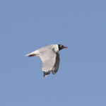 Relict Gull (image by Trevor Ellery)