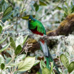 Resplendent Quetzal (Image by Fito Downs)