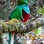 Resplendent Quetzal (Image by Fito Downs)