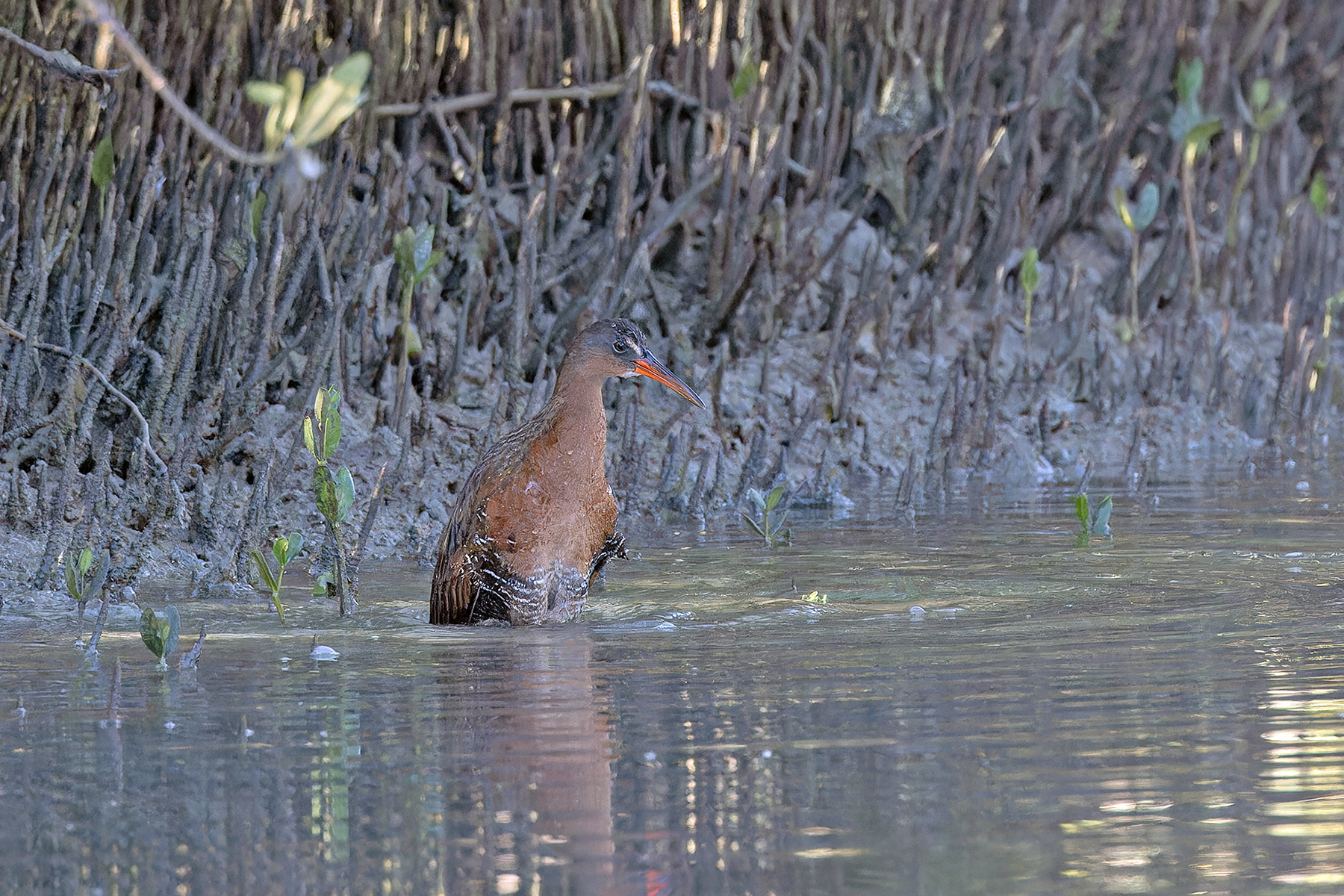 Ridgway's Rail (image by Pete Morris)