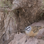 Rock Bunting (image by Sjoerd Radstaak)