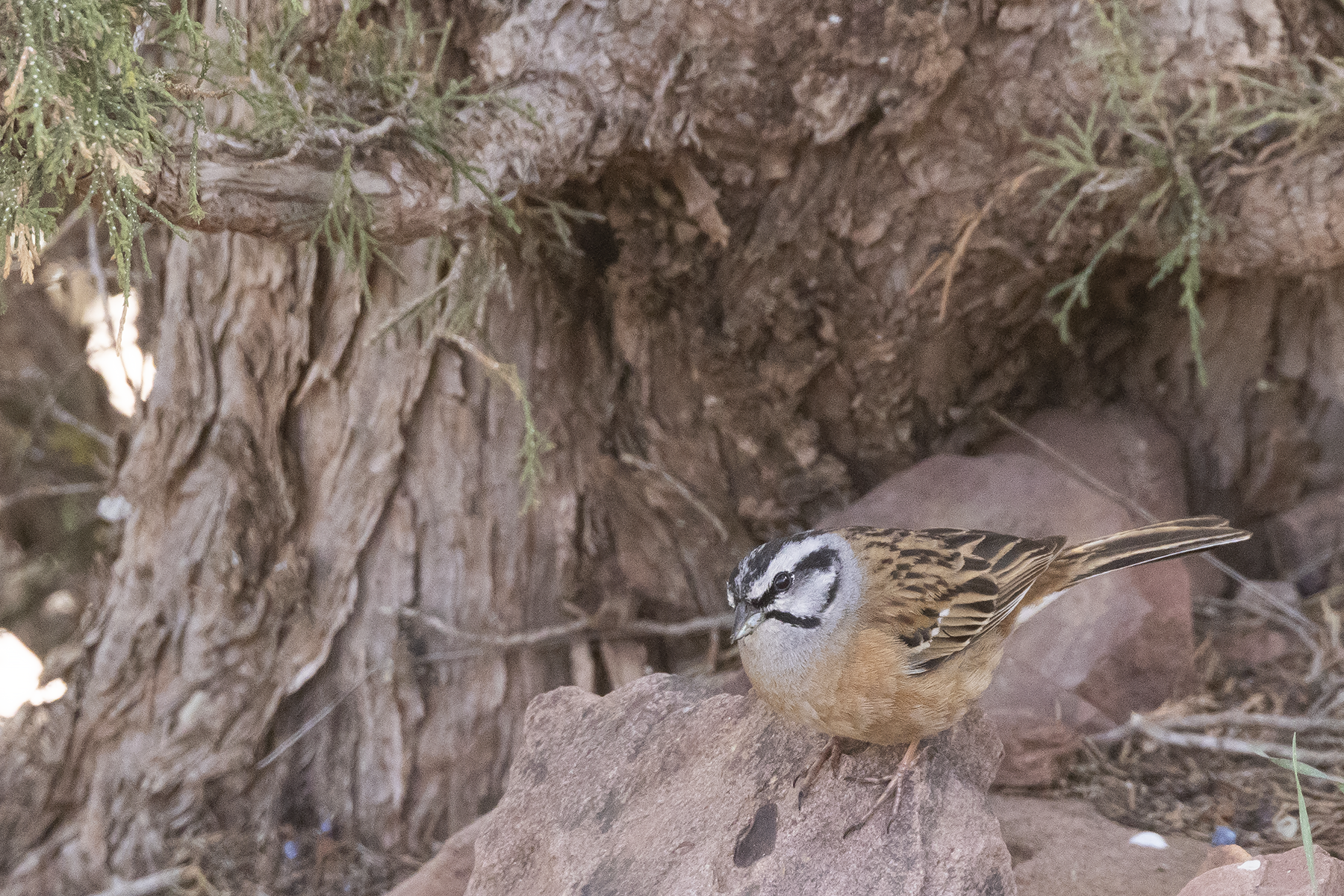 Rock Bunting (image by Sjoerd Radstaak)