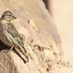 Rock Sparrow (image by Sjoerd Radstaak)