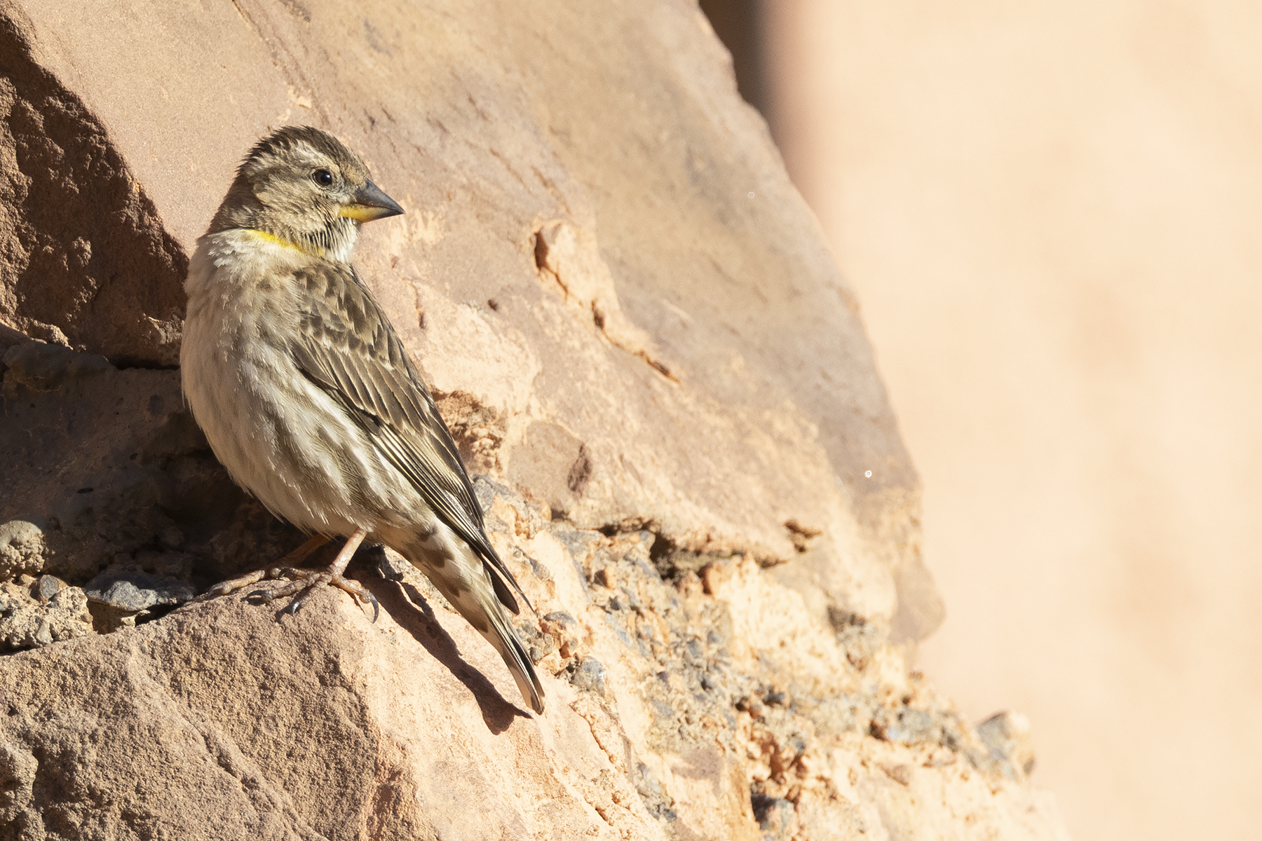 Rock Sparrow (image by Sjoerd Radstaak)