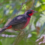 Rosy Thrush-tanager (image by Pete Morris)