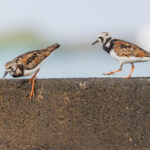 Ruddy Turnstone (image by Mike Watson)