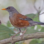 Rufous-backed Thrush (image by Pete Morris)