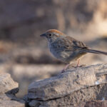 Rufous-crowned Sparrow (image by Mike Watson)