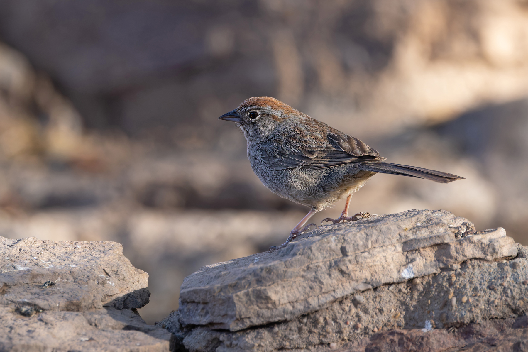 Rufous-crowned Sparrow (image by Mike Watson)