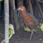 Rufous-necked Wood Rail (image by Pete Morris)