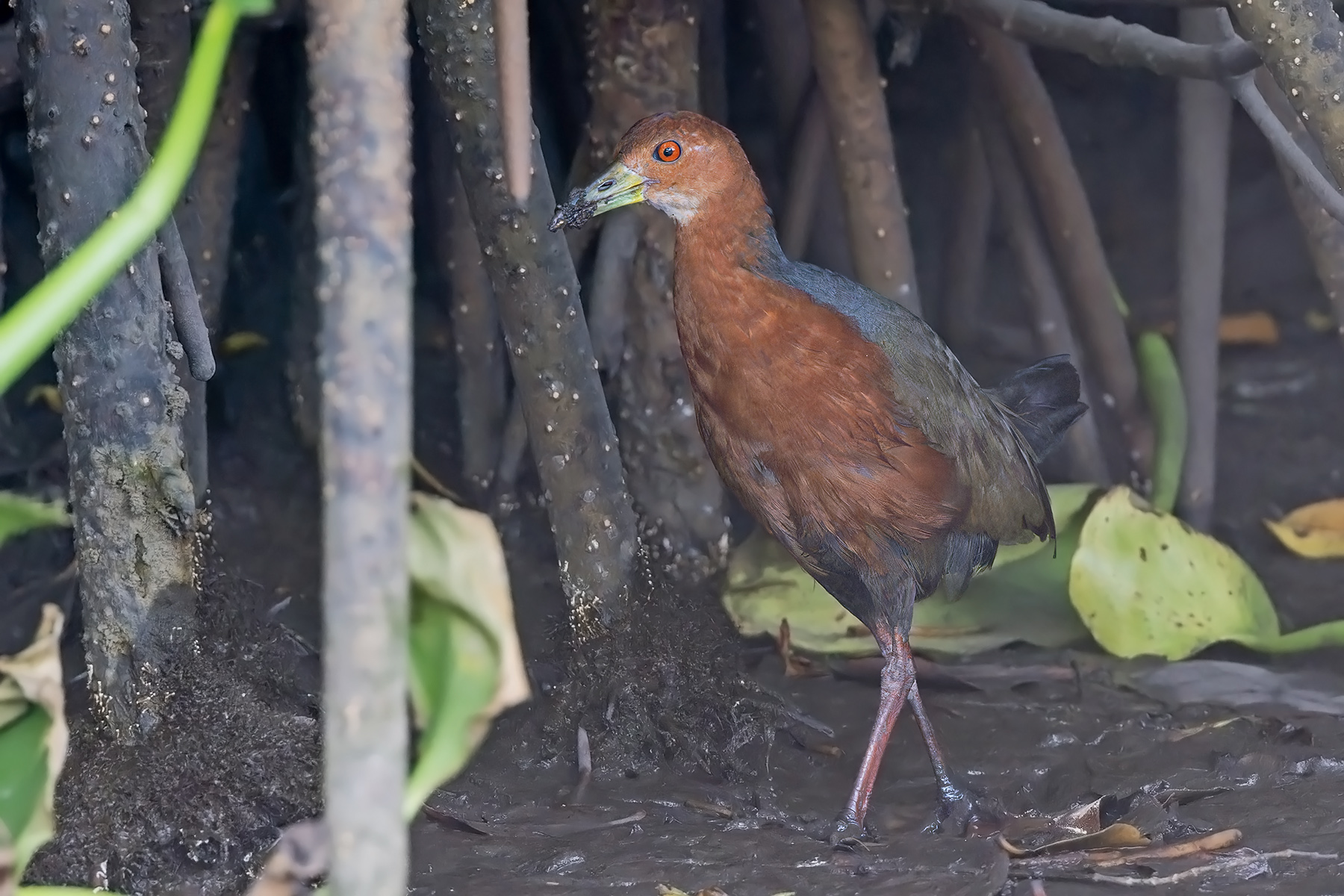 Rufous-necked Wood Rail (image by Pete Morris)