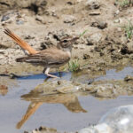 Rufous-tailed Scrub Robin (image by Mark Van Beirs)