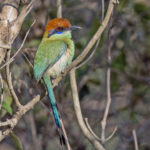 Russet-crowned Motmot (image by Pete Morris)