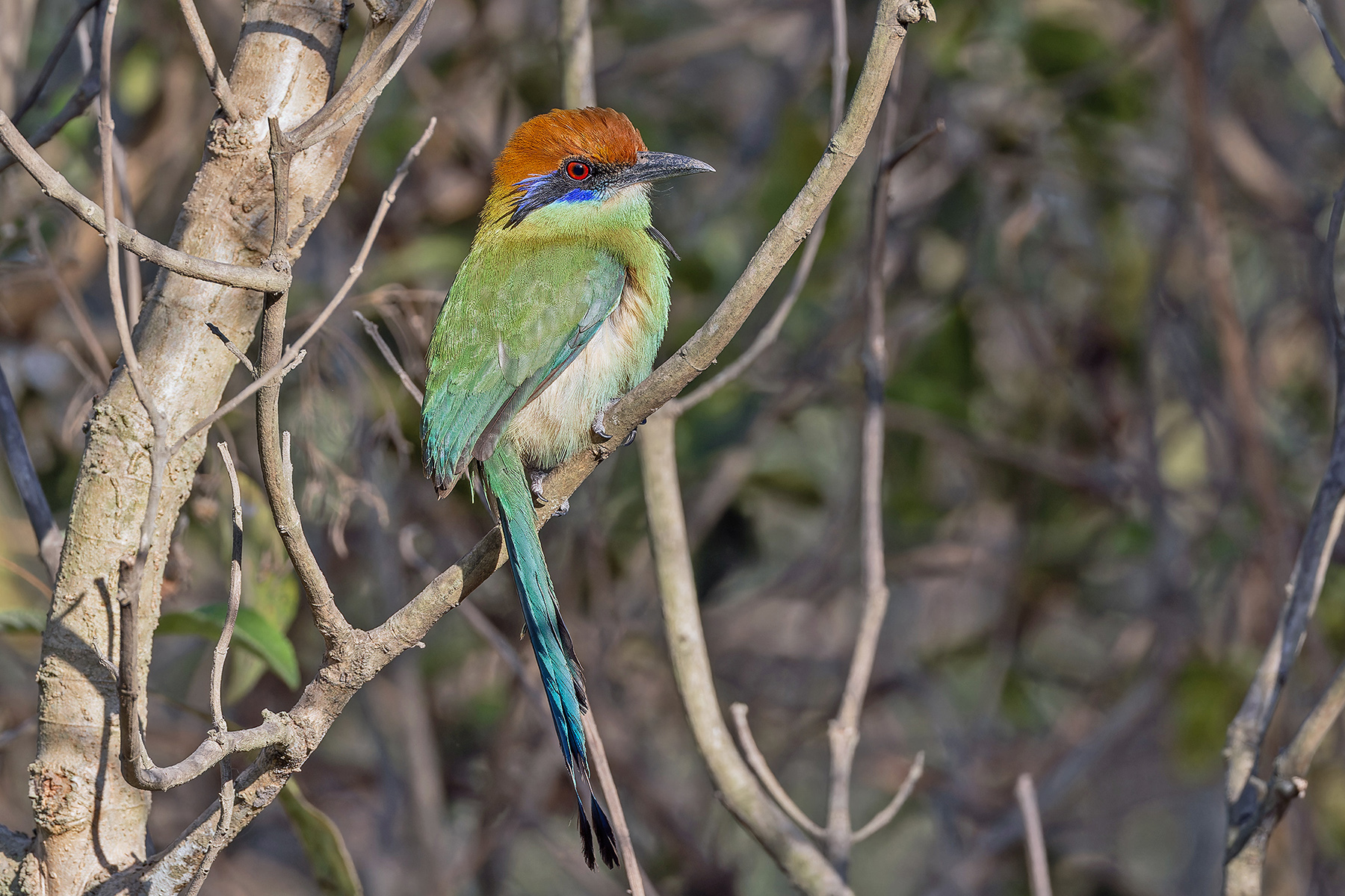 Russet-crowned Motmot (image by Pete Morris)