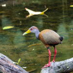 Russet-naped Wood-Rail (Image by Fito Downs)