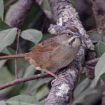 Rusty Sparrow (image by Pete Morris)