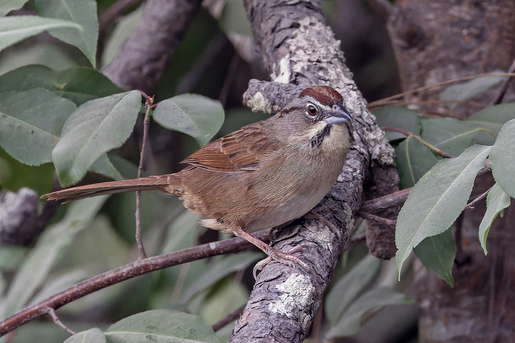 Rusty Sparrow (image by Pete Morris)