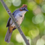 Rusty-crowned Ground Sparrow (image by Pete Morris)
