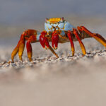 Sally Lightfoot Crab (image by Mike Watson)