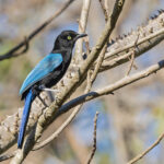 San Blas Jay (image by Pete Morris)