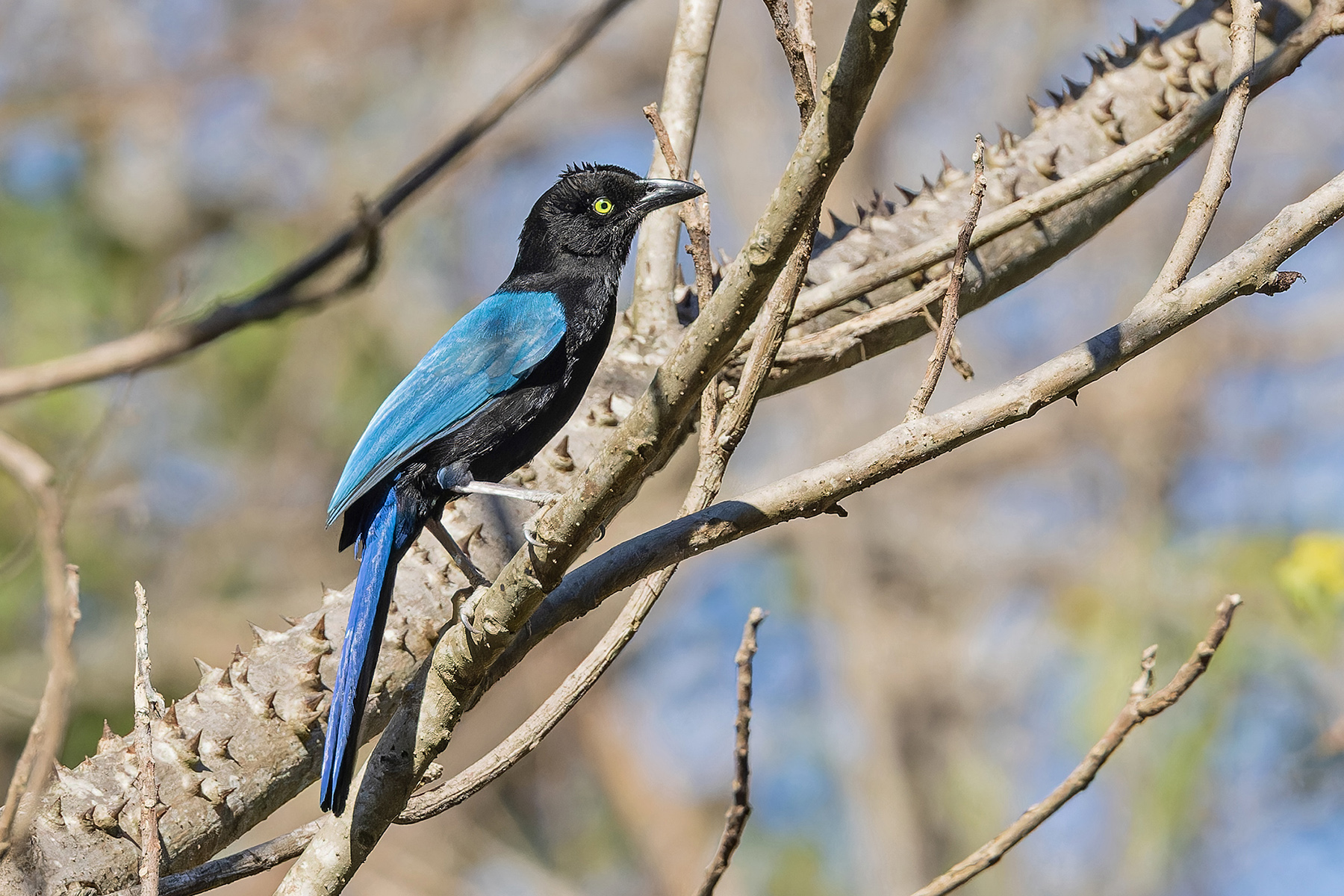 San Blas Jay (image by Pete Morris)