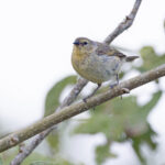 San Cristobal Grey Warbler-Finch (image by Mike Watson)
