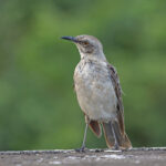 San Cristobal Mockingbird (image by Mike Watson)