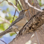 San Lucas Robin (image by Pete Morris)