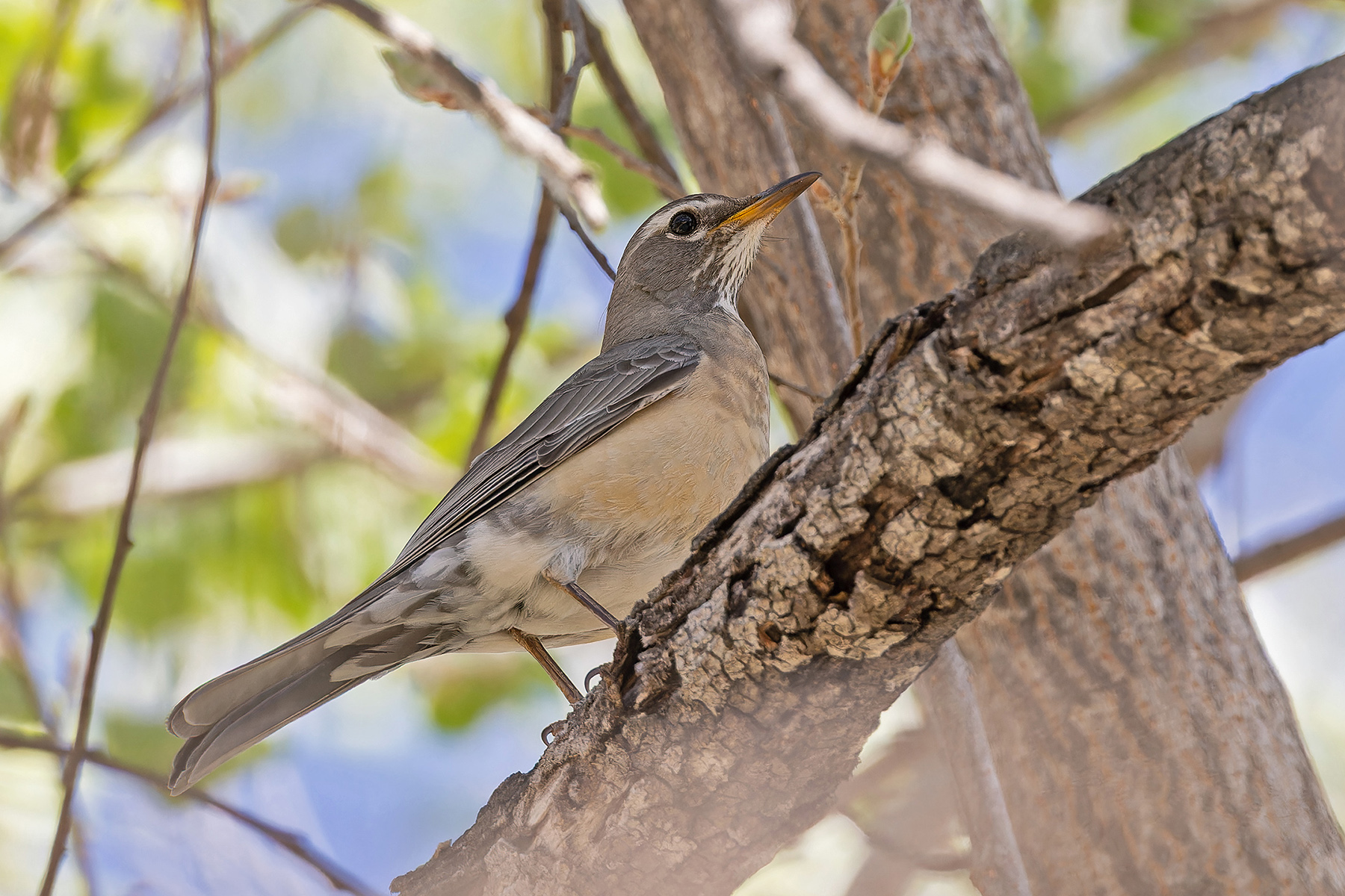 San Lucas Robin (image by Pete Morris)