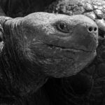 Santa Cruz Giant-Tortoise (image by Mike Watson)