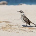 Santa Fe Galapagos Mockingbird (image by Mike Watson)