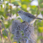 Santa Fe Grey Warbler-Finch (image by Mike Watson)